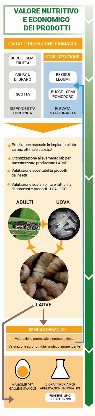 Grafico che rappresenta il processo di valorizzazione di biomasse mediante l'utilizzo di larve di mosca. I materiali prodotti vengono poi utilizzati nell'agricoltura e nell'allevamento.