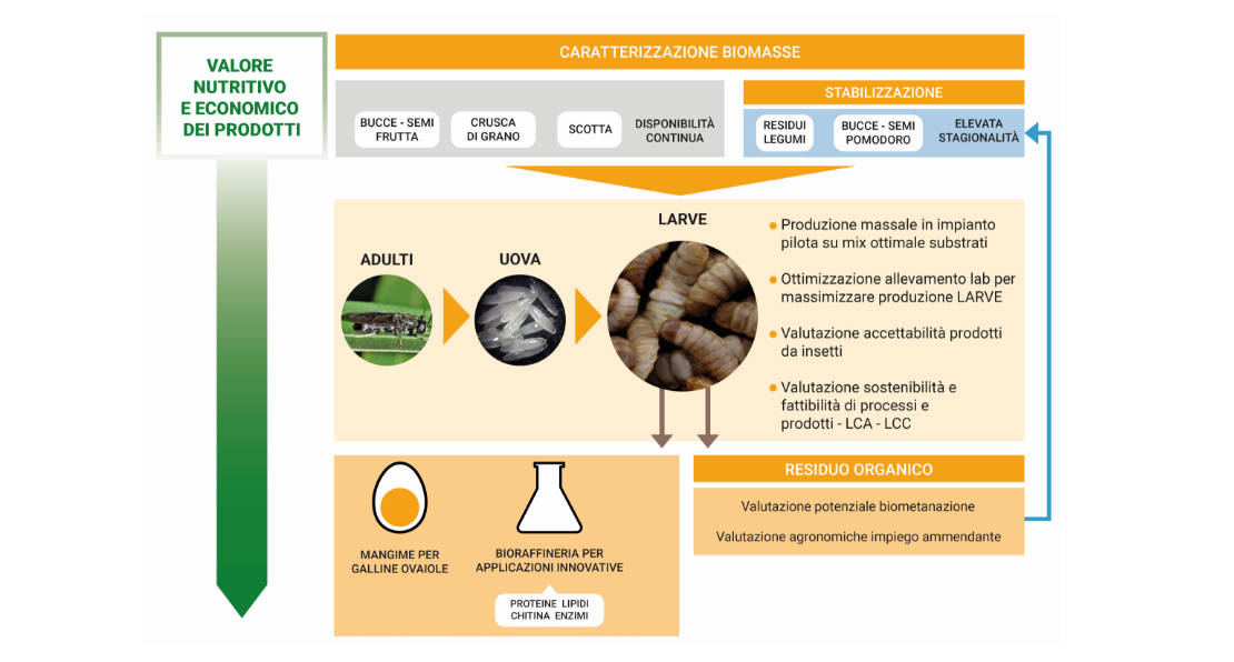 Grafico che rappresenta il processo di valorizzazione di biomasse mediante l'utilizzo di larve di mosca. I materiali prodotti vengono poi utilizzati nell'agricoltura e nell'allevamento.